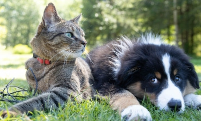a tabby cat and a puppy laying on a lawn