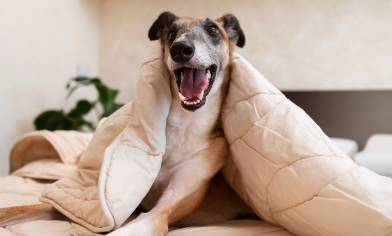Smiley greyhound dog laying in bed