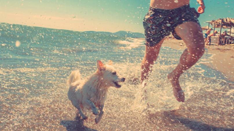 Dog running with owner through sea waves and spray along a sandy beach on a sunny day