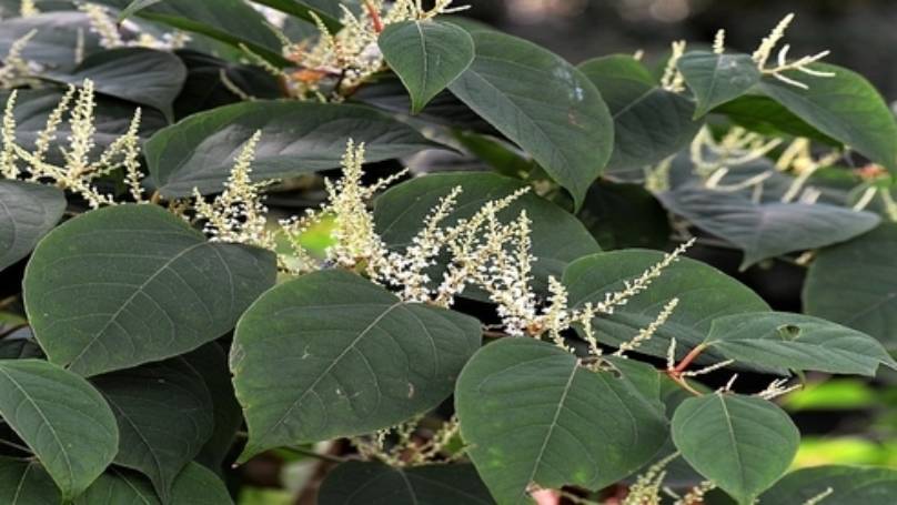 Japanese knotweed Plant