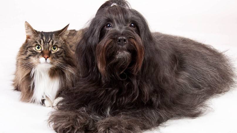 Dog and cat