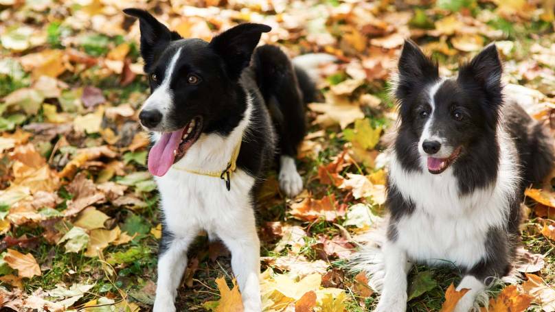 Supporting your dog’s health 