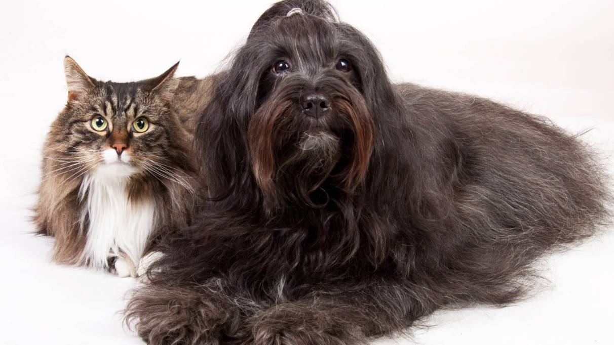 Dog and cat