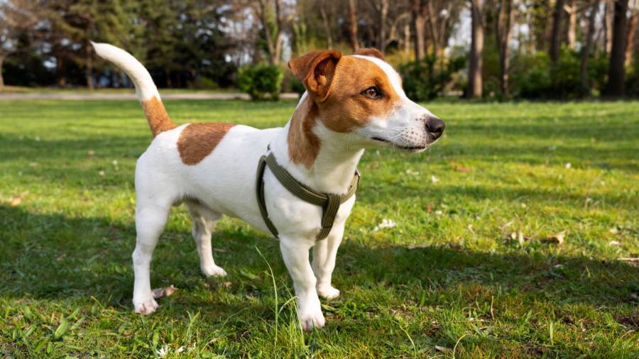 Jack Russell terrier