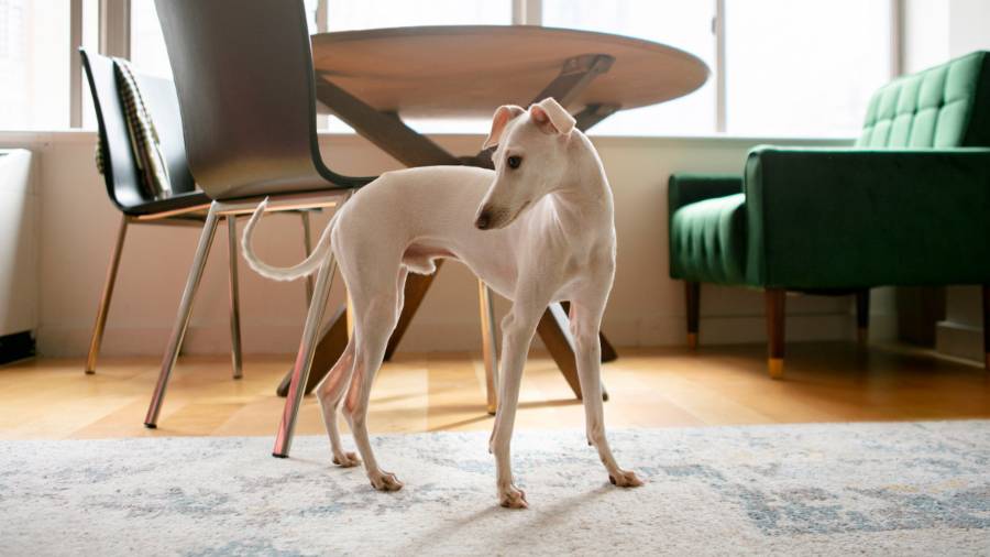 Whippet