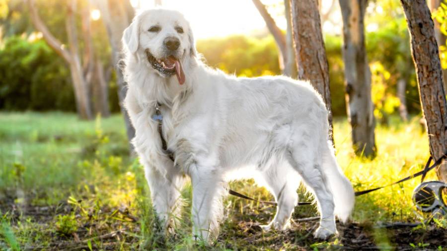 Golden retriever