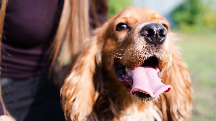 Cocker spaniel