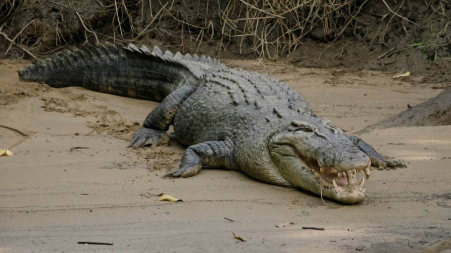 A large male saltwater crocodile cooling off on a muddy riverbank in the Daintree Rainforest, north Queensland