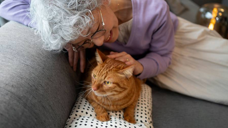 a pet owner sitting on a sofa petting a ginger tabby cat