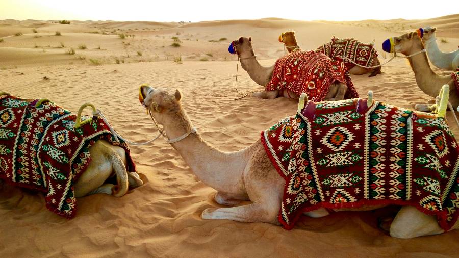 Camels with colourful blankets resting on sand dunes at Dubai Desert Safari under a bright sky