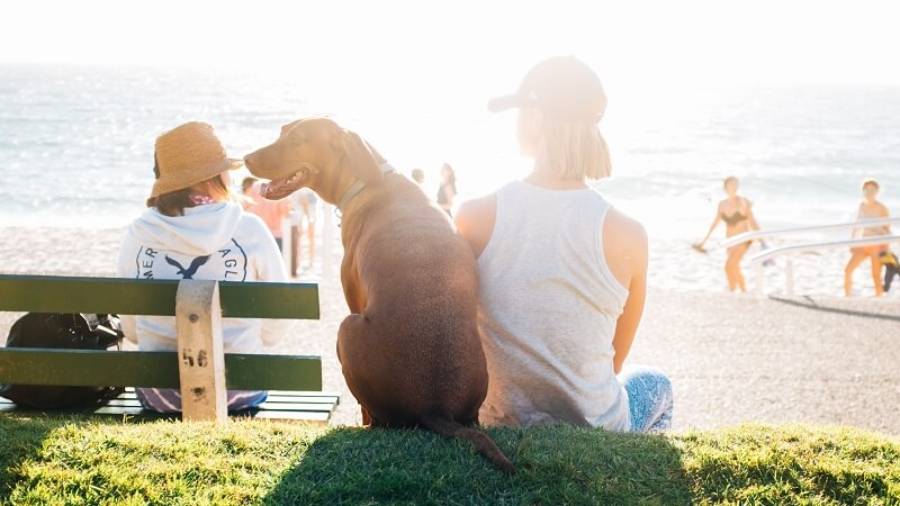 Women and dog sitting looking around with beach and sea and sun shining in distance