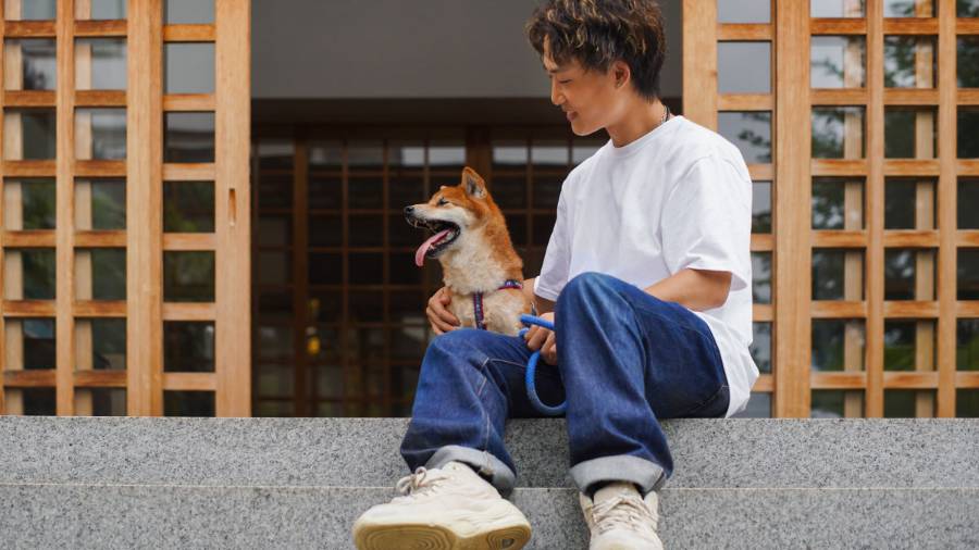 Someone in jeans and sneakers sits on some steps with their Shiba Inu dog, who’s looking off to the side with its tongue out