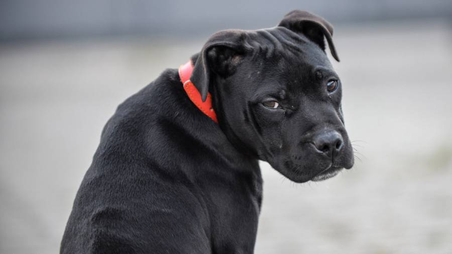 Staffordshire bull terrier
