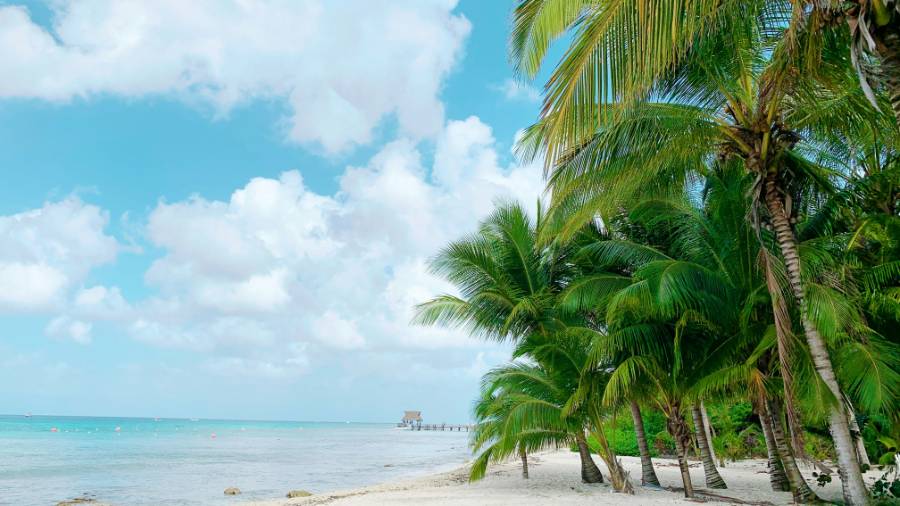 A beach with palm trees and the ocean in the background