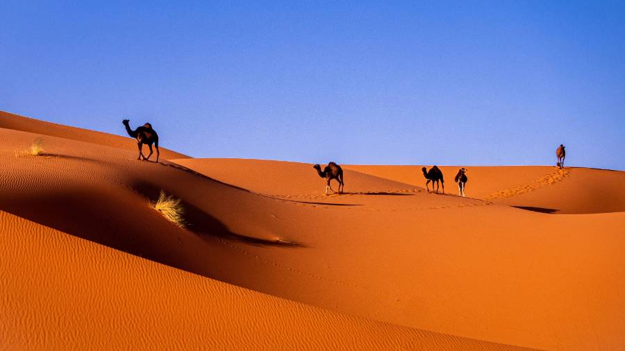 Camels in a desert in bright blue sky