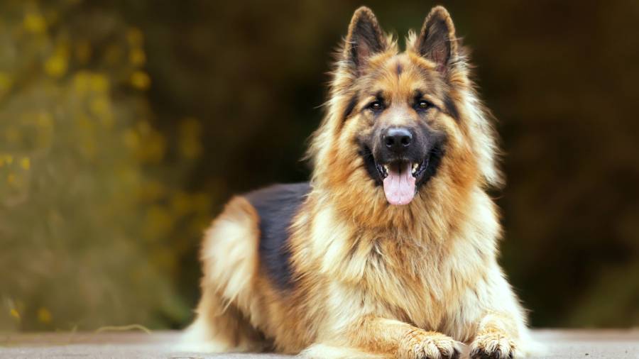 German shepherd 