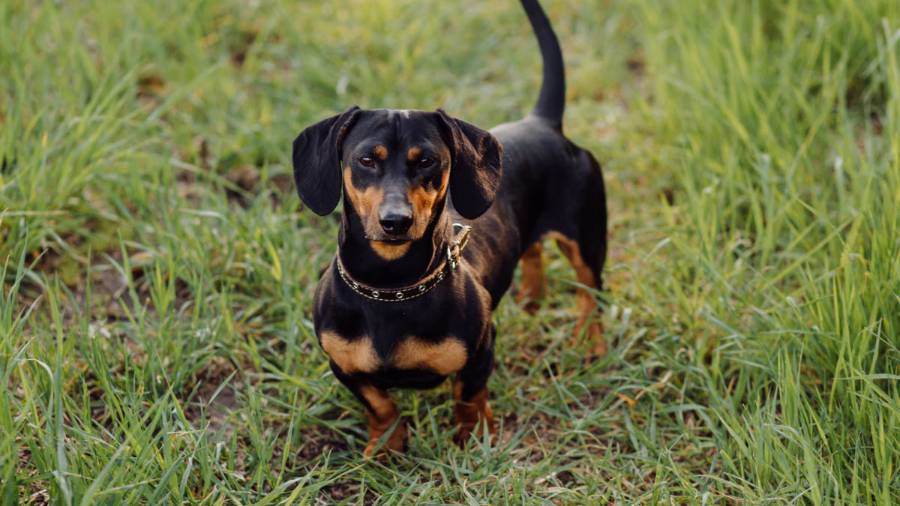 Miniature smooth haired dachshund