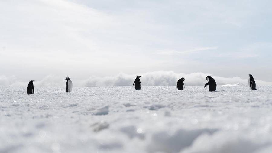 Six penguins stand in a line on snow under a hazy blue and white sky