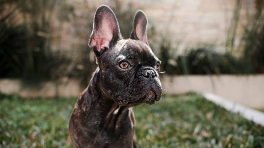 French bulldog