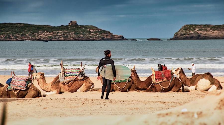 Surfer on beach with camels