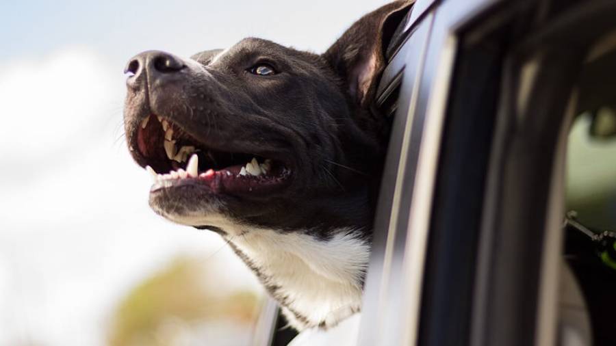 Dog leaning out of car window