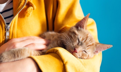 Cat sleeping in the owner's arms 