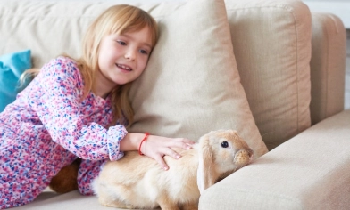 A young blonde girl strokes her pet rabbit on a sofa