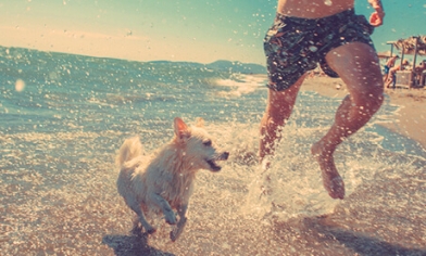Dog running with owner through sea waves and spray along a sandy beach on a sunny day
