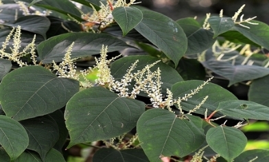 Japanese knotweed Plant