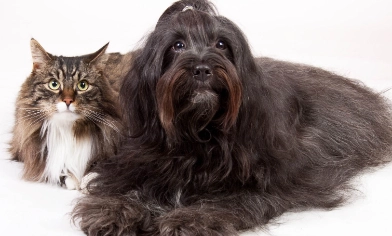 Dog and cat