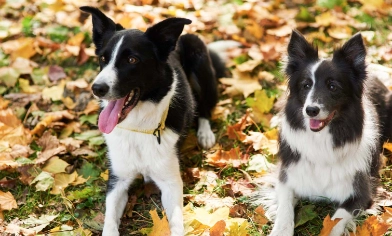 Supporting your dog’s health 