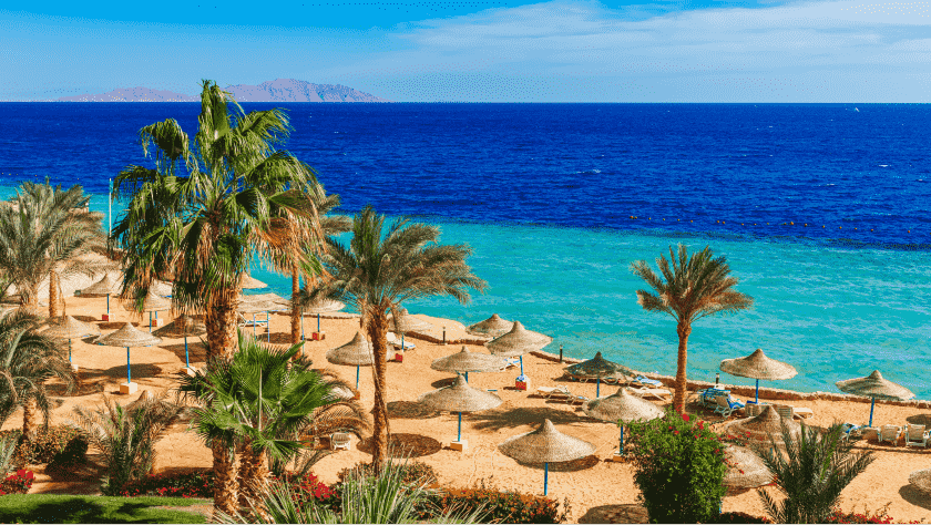 A view of the beach with lots of palm trees and parasols, and the blue sea