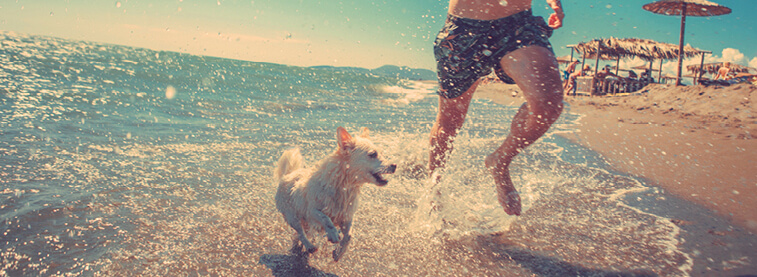 Dog running with owner through sea waves and spray along a sandy beach on a sunny day