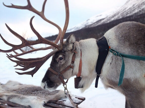 Reindeer harnessed in snowy mountains