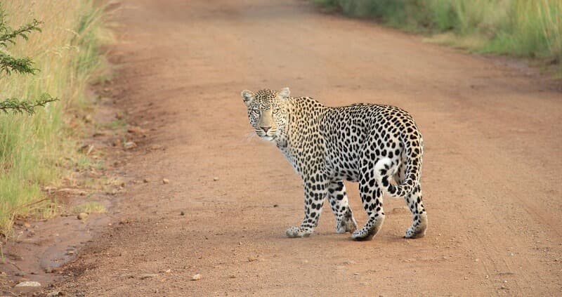 Leopard looking back on a dusty dirt path with grass and bushes on either side of the path
