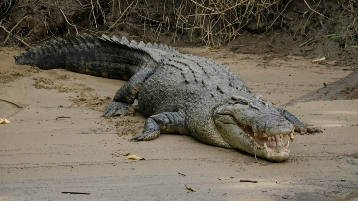 A large male saltwater crocodile cooling off on a muddy riverbank in the Daintree Rainforest, north Queensland