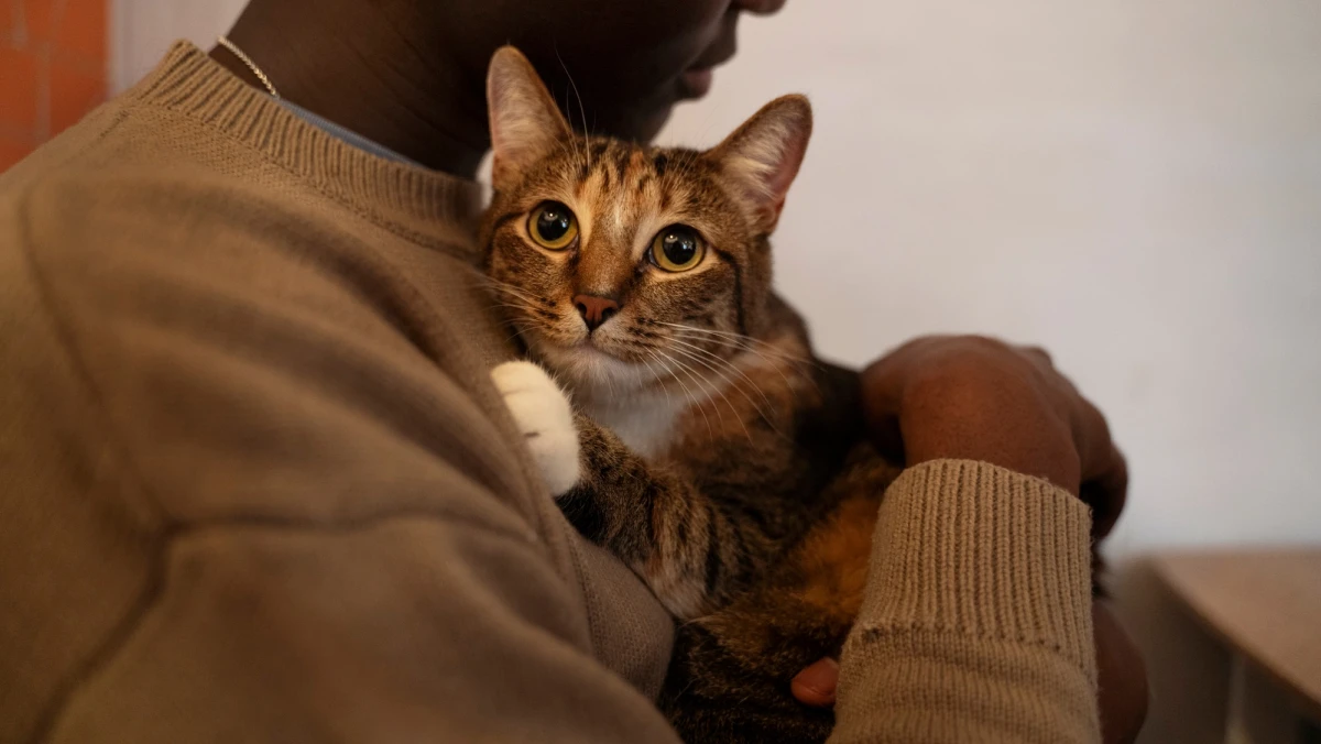 a pet owner cuddling an tabby cat