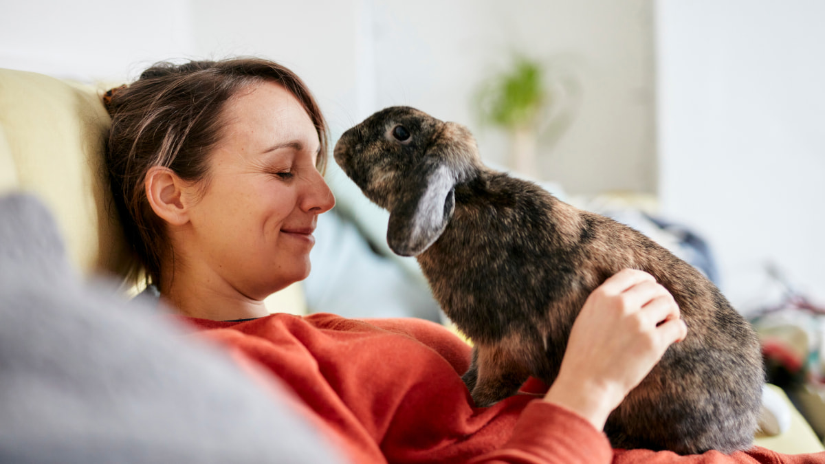 A smiling woman on a couch with her pet rabbit sat on her lap and sniffing her head