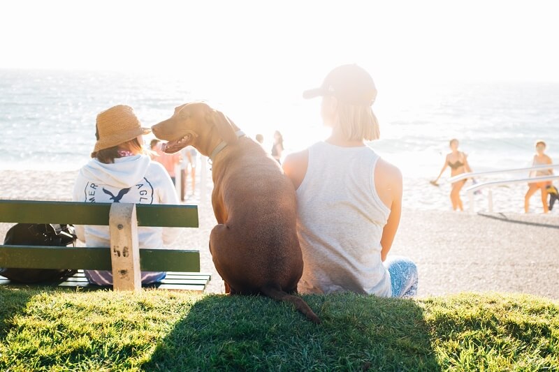 Women and dog sitting looking around with beach and sea and sun shining in distance