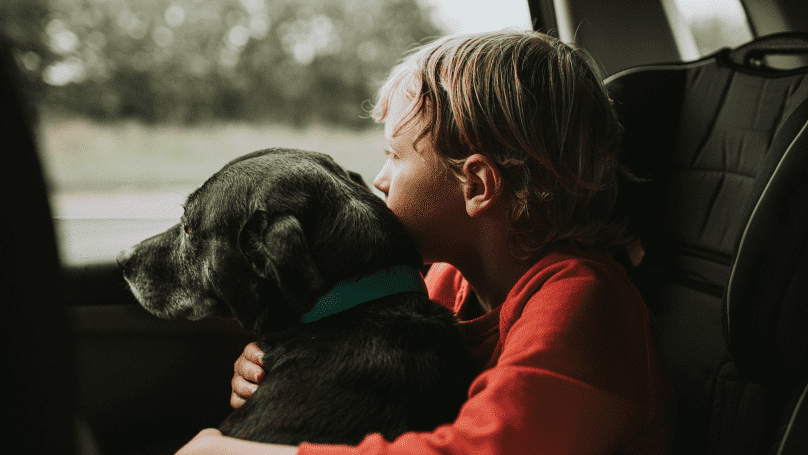 Boy and pet dog travelling in car