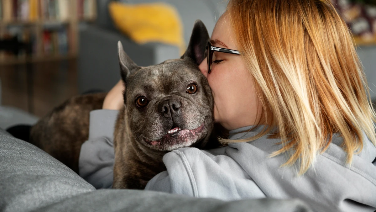 a pet owner cuddling an older french bulldog
