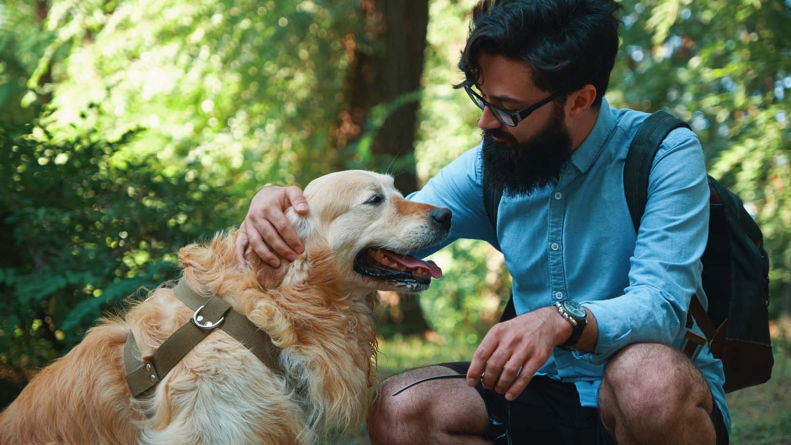 a pet owner petting a golden retriever dog outdoors
