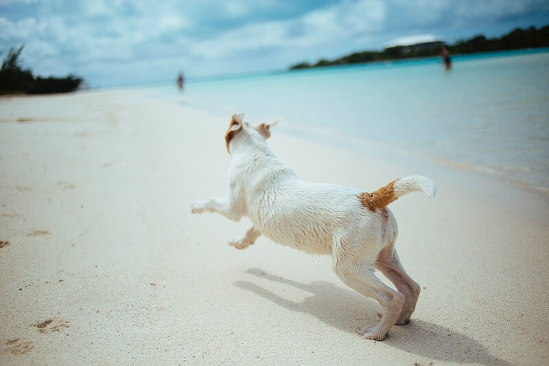 White dog running along a sandy beach
