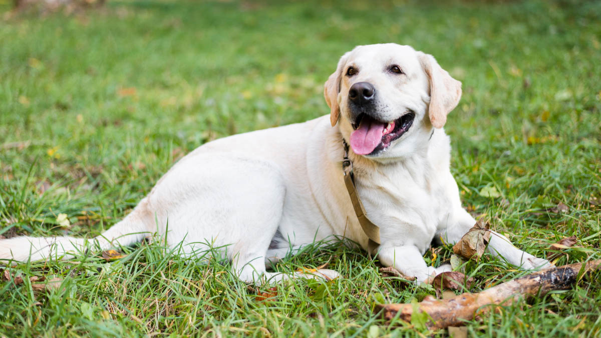 Labrador retriever