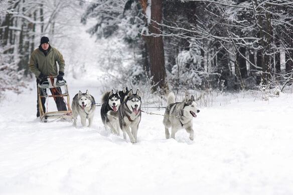 Huskies pulling man on sled in snowy forest