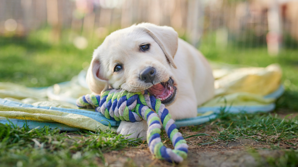 A beige Labrador dog sat on a blanket in an open space chewing on a rope chew toy