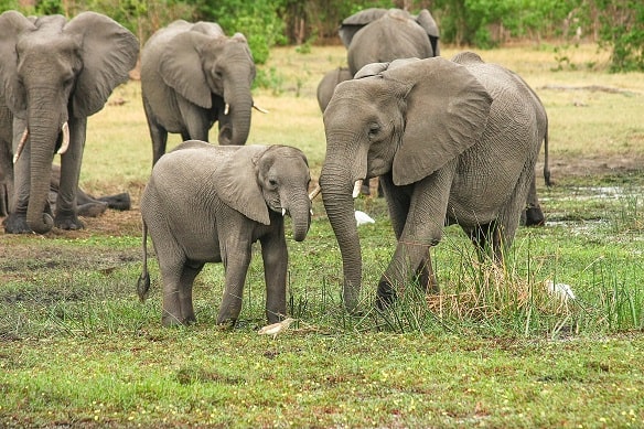 Mother elephant and elephant calf with elephant herd in background