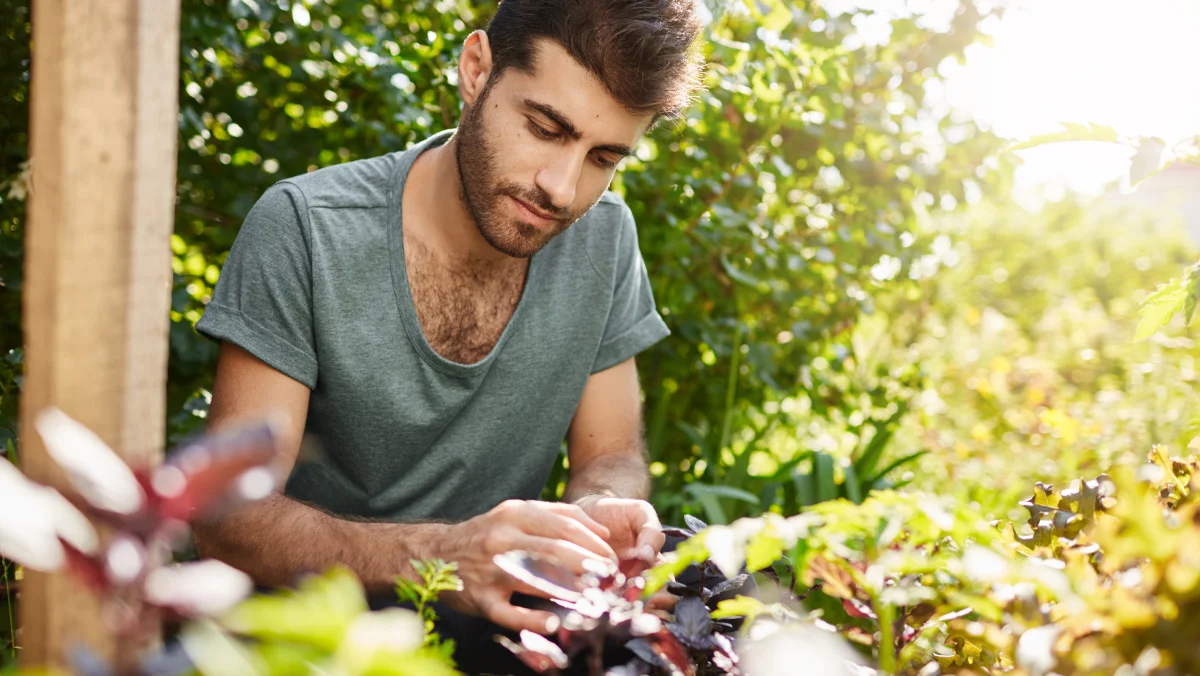A person wearing a grey t-shirt tends to plants in a sunlit garden filled with greenery