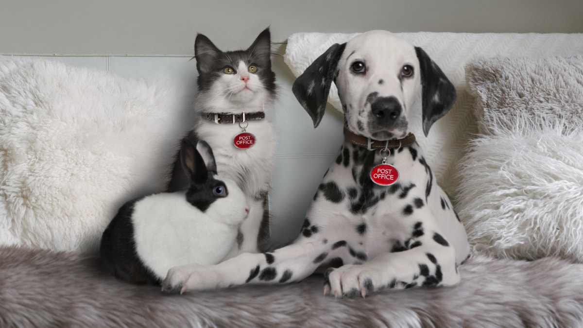 a dog, a cat and a rabbit sitting on a couch