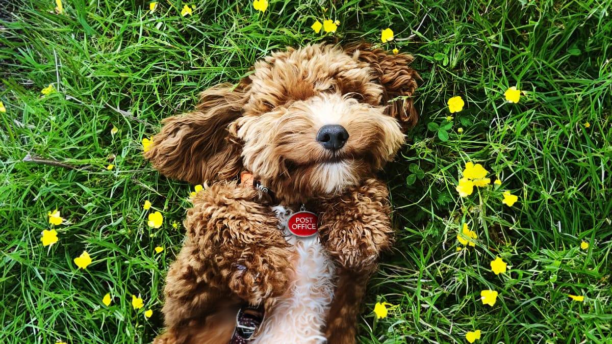 happy brown dog rolling in a field of buttercups